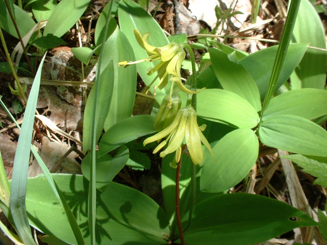 Clintonia borealis